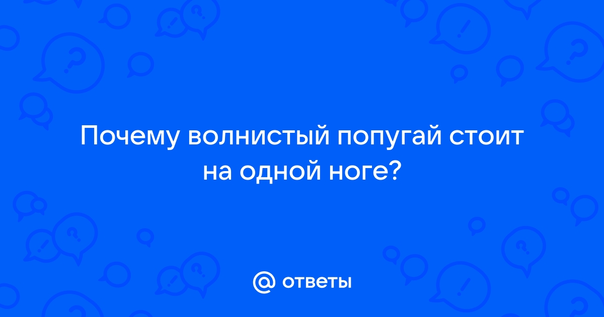 попугай падает,ноги не держат,хохлиться - 24 мая - Форум Зоовет