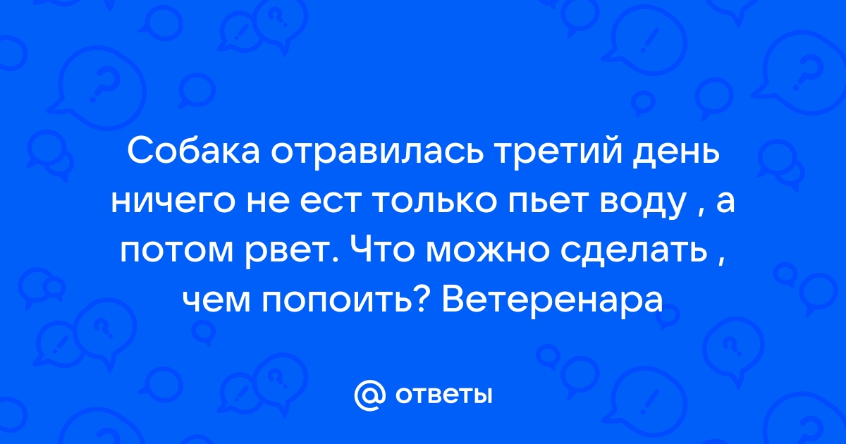 Собака не ест: что делать? Почему собака отказывается от еды? - Зоомагазин MasterZoo