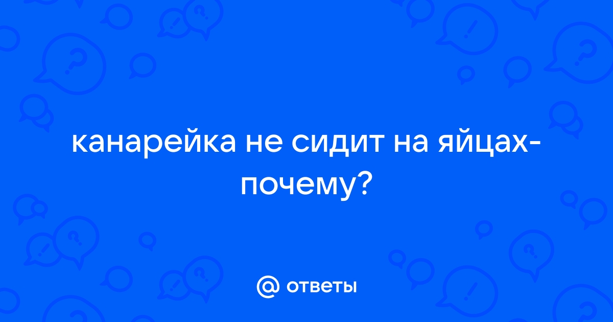 🔵 канарейка месяц сидит в гнезде но несет яйца что делать | КАНАРЕЙКА online | ВКонтакте