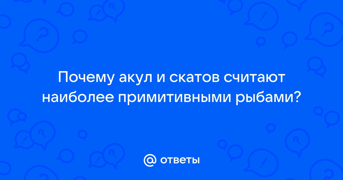 Почему акул и скатов считают наиболее примитивными рыбами