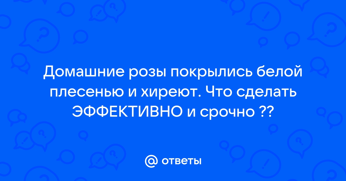 Ответы сыромять.рф: Домашние розы покрылись белой плесенью и хиреют. Что сделать ЭФФЕКТИВНО и срочно ??