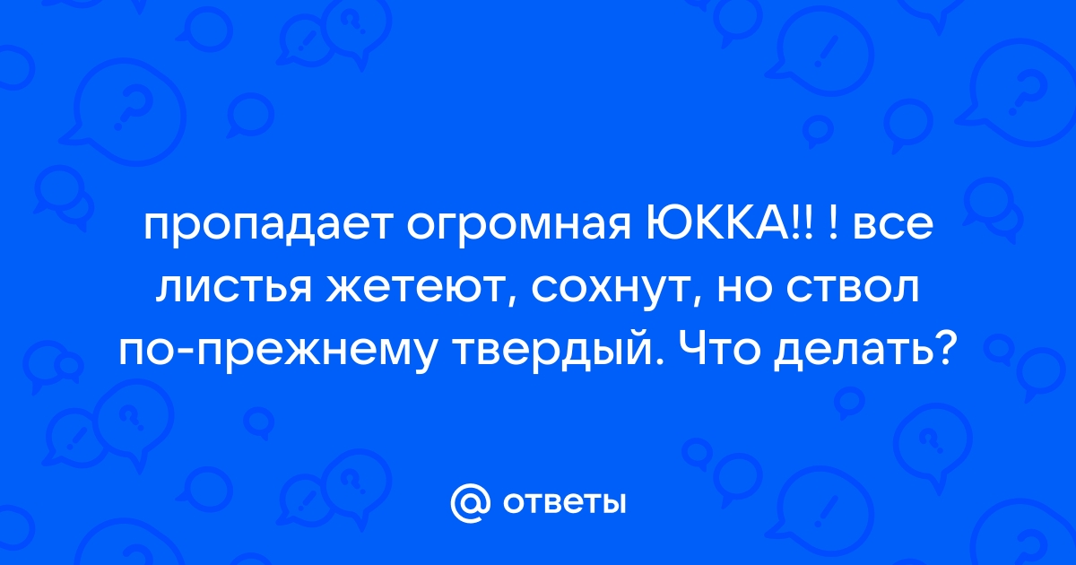 Почему у юкки желтеют и сохнут листья и как спасти растение?