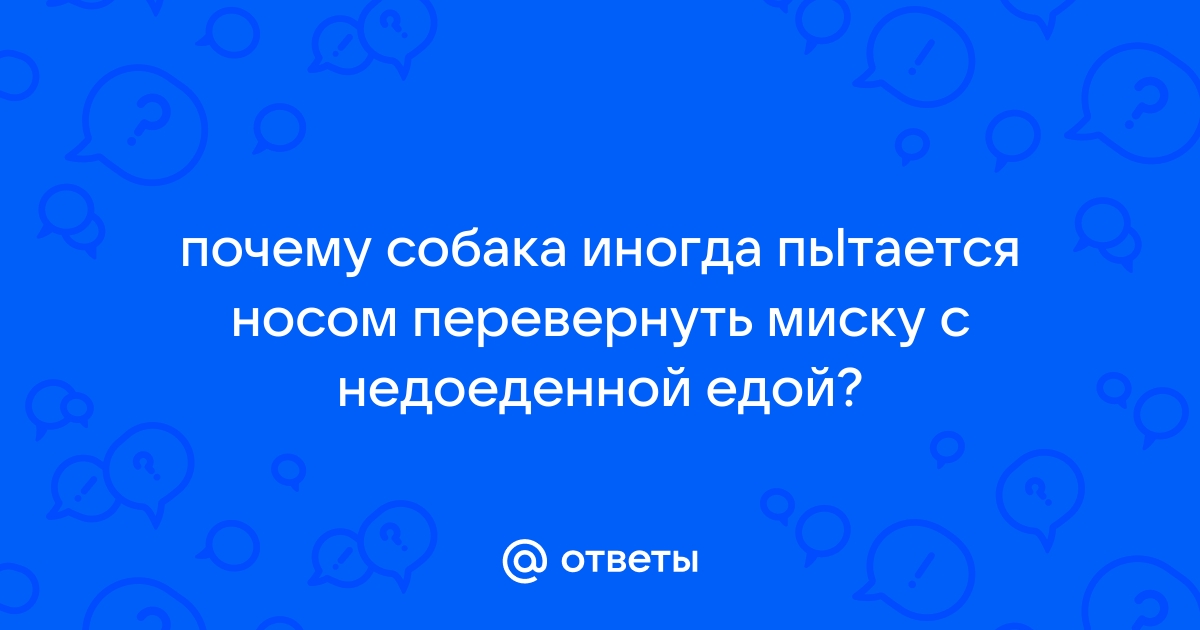 Почему собаки перемещают свои миски с едой