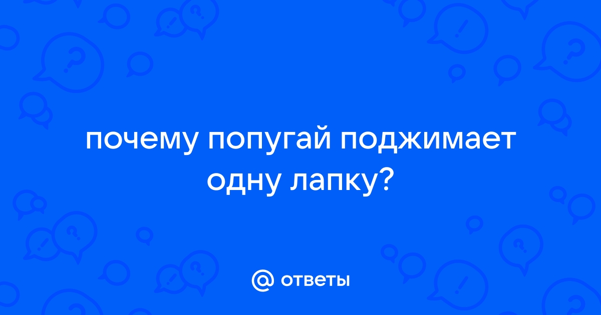 Причины, по которым попугай поджимает лапку: на что следует обратить внимание