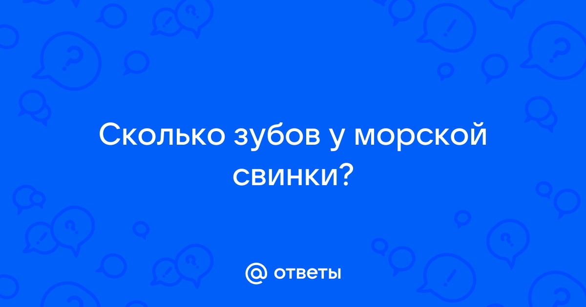 Зубы морской свинки: строение, уход, болезни, выпадение, решение возможных проблем и профилактика