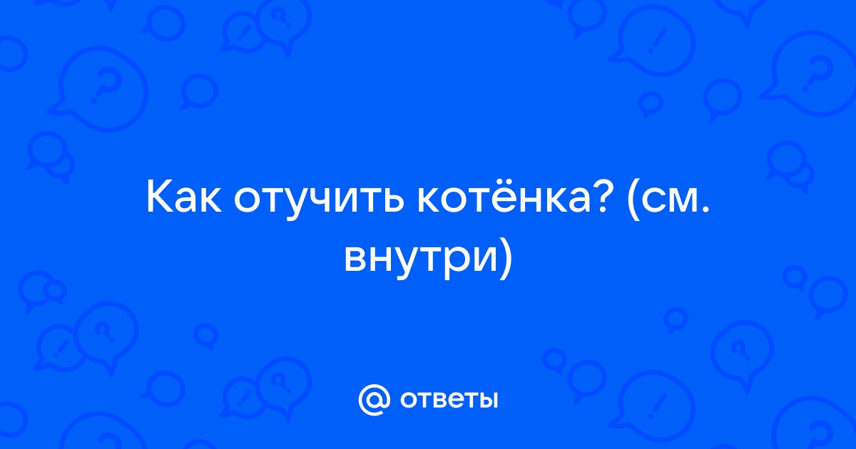 Психология котят: как понять, о чем думает ваша кошка