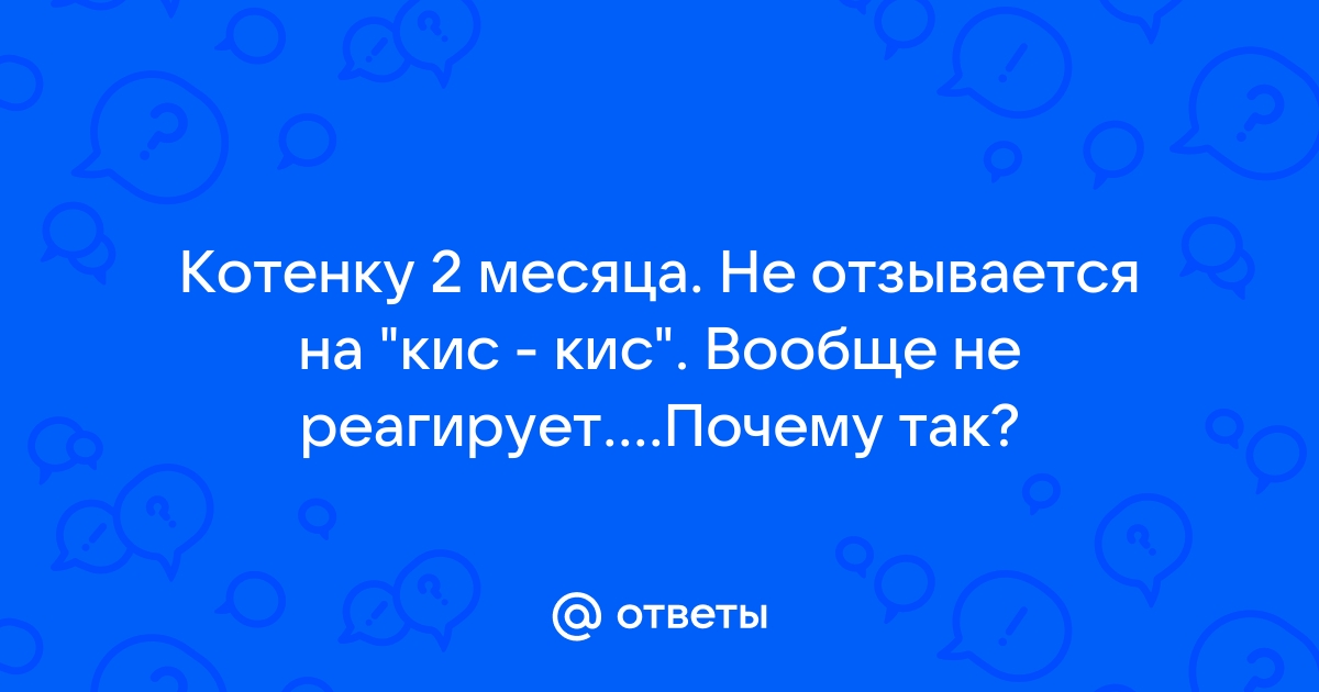 Почему кошки отзываются на звук «кис-кис»? Есть три причины