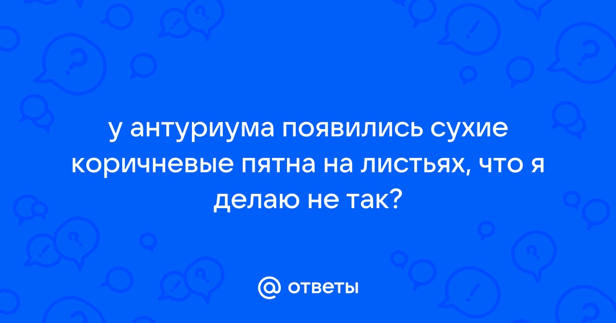 Антуриум | домашние цветы и комнатные растения ❦ Цветомафия | VK