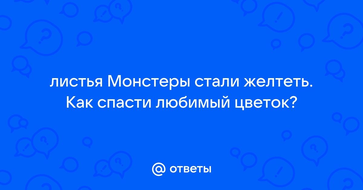 12 причин, почему листья монстеры желтеют, и как с этим бороться