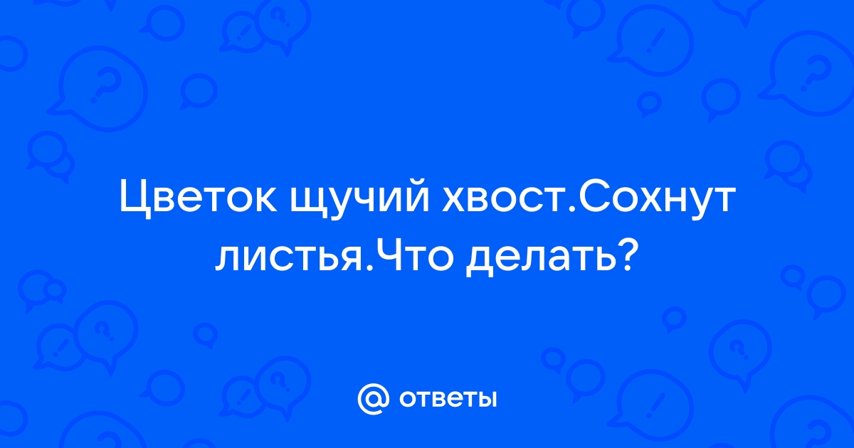 Почему желтеют листья сансевиерии: причины и как спасти растение