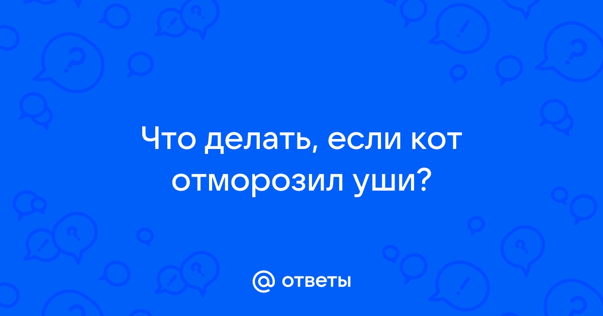 Обморожение у кошек: симптомы и лечение