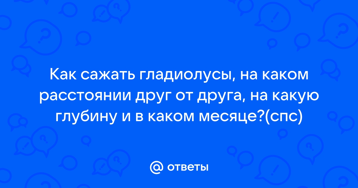 На каком расстоянии садить гладиолусы друг от друга фото