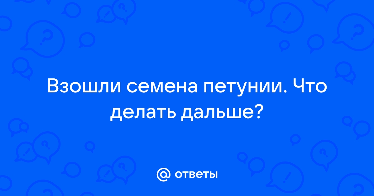 Ответы rowser.ru: Взошли семена петунии. Что делать дальше?