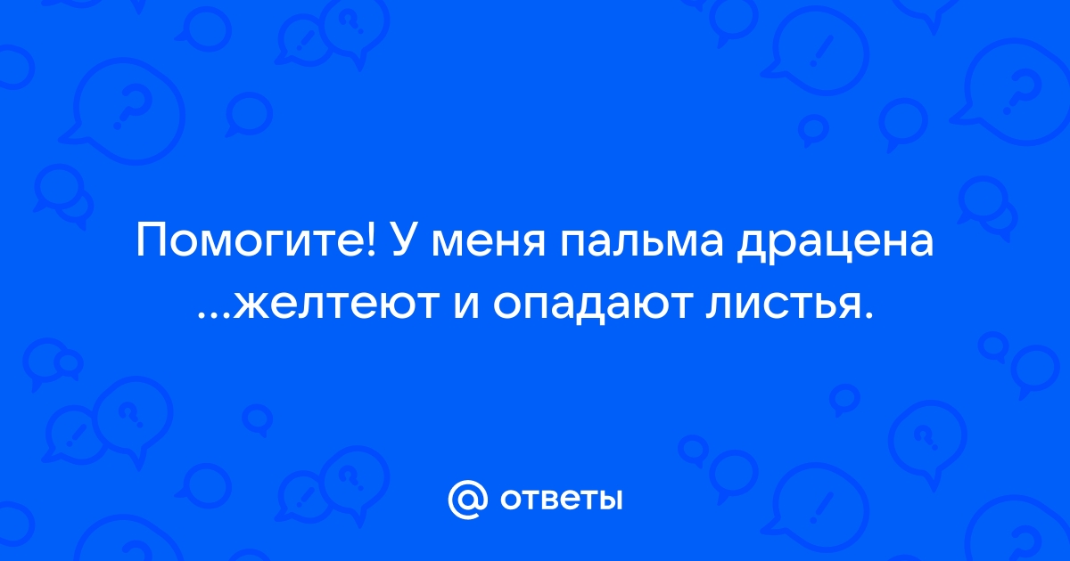 Почему у драцены желтеют листья, что делать если опадают листья