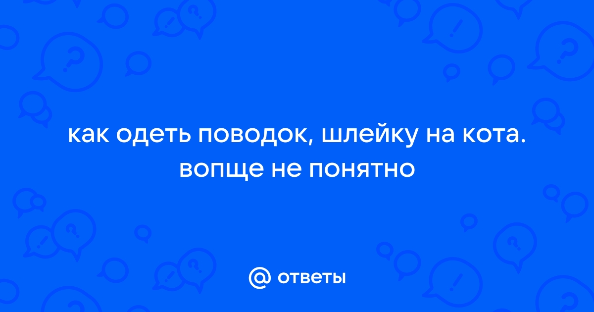 Как одевать шлейку на кота пошаговое фото для начинающих в домашних условиях