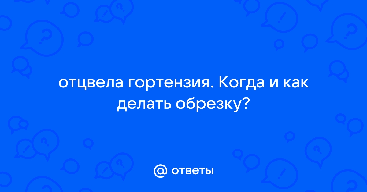 Основные правила как ухаживать за гортензиями в летне-осенний период