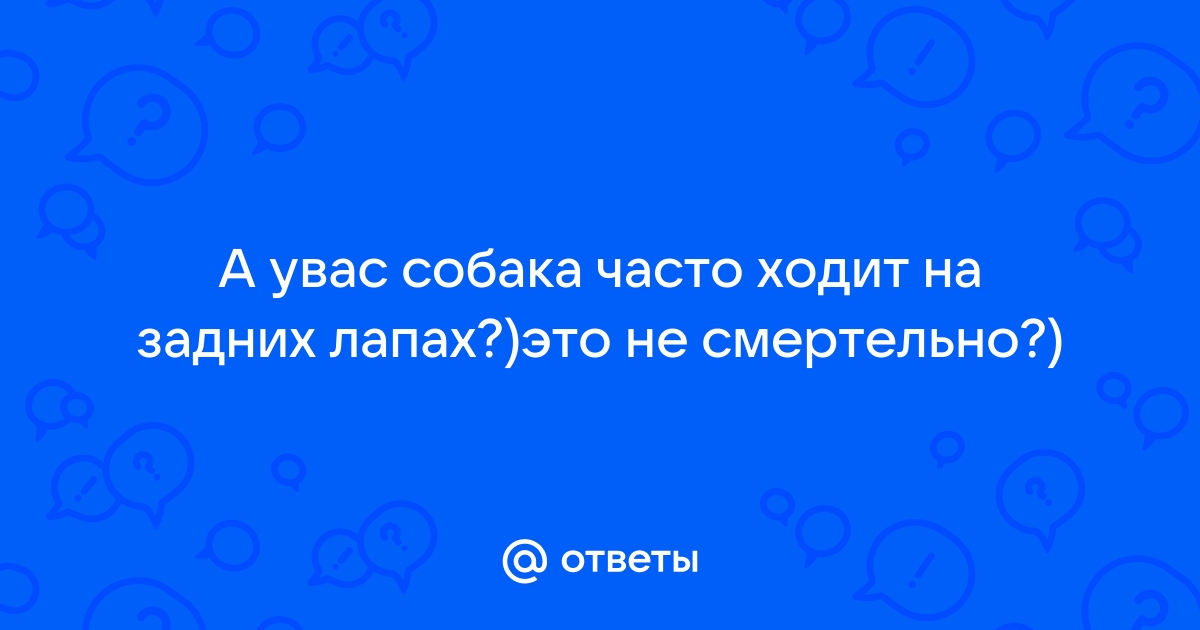 Почему у собаки внезапно отказывают и отнимаются задние лапы