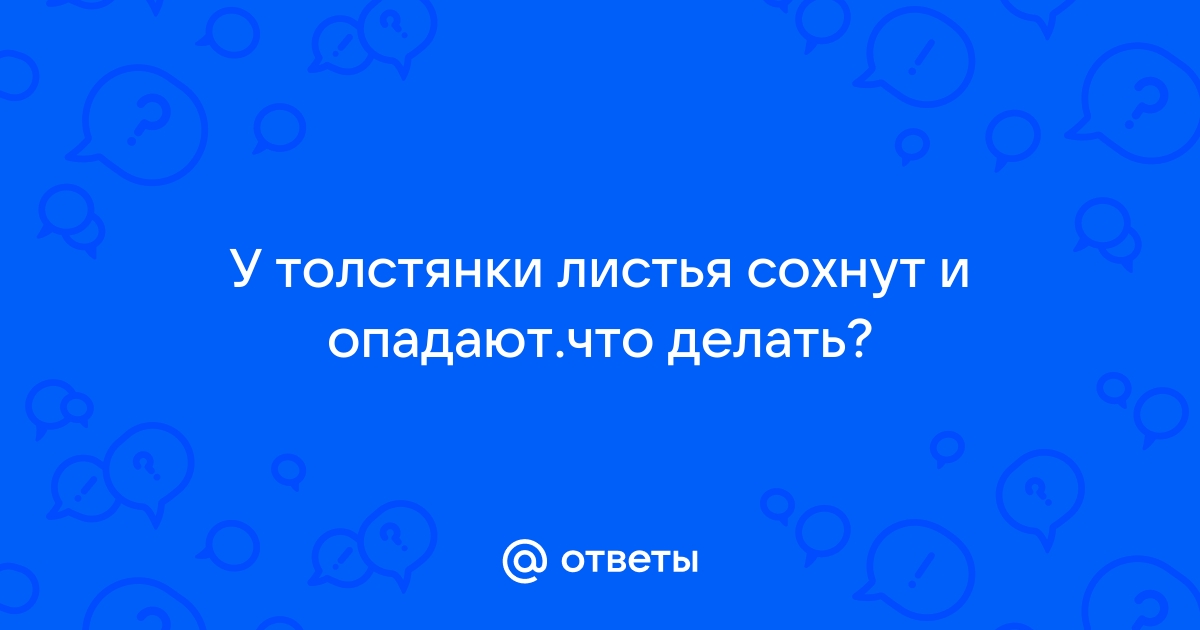 Как спасти денежное дерево, которое сохнет и погибает