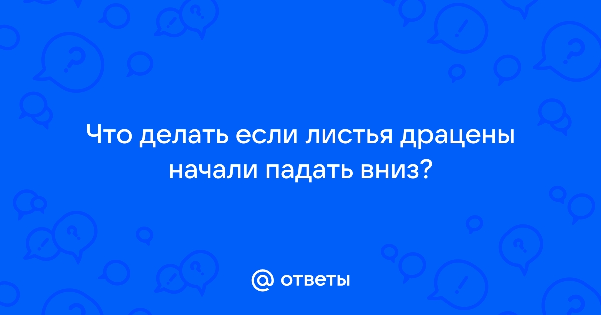 Почему у драцены опадают листья и как это исправить