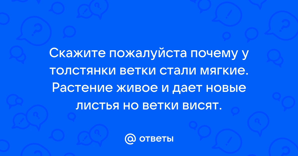 почему у толстянки вялые листья и тонкие | Дзен