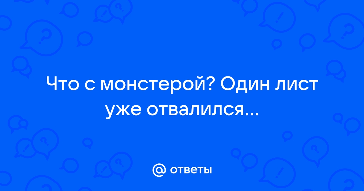 Картинки с монстерой