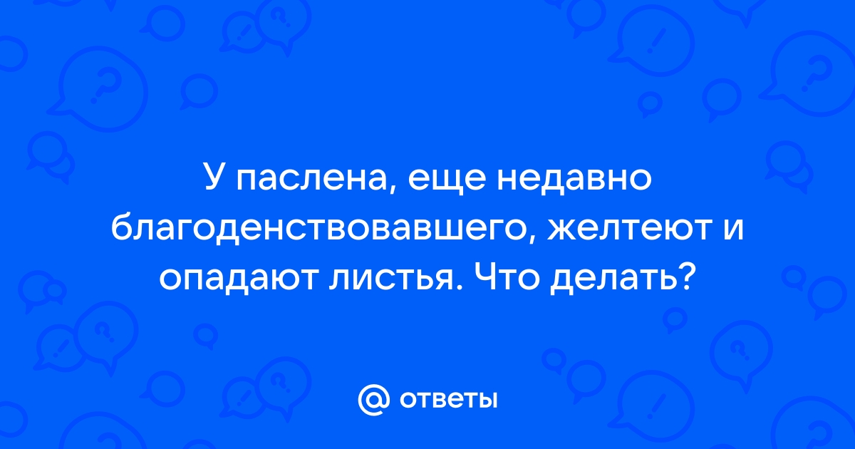 Паслён: пересаживать или укоренять новые черенки