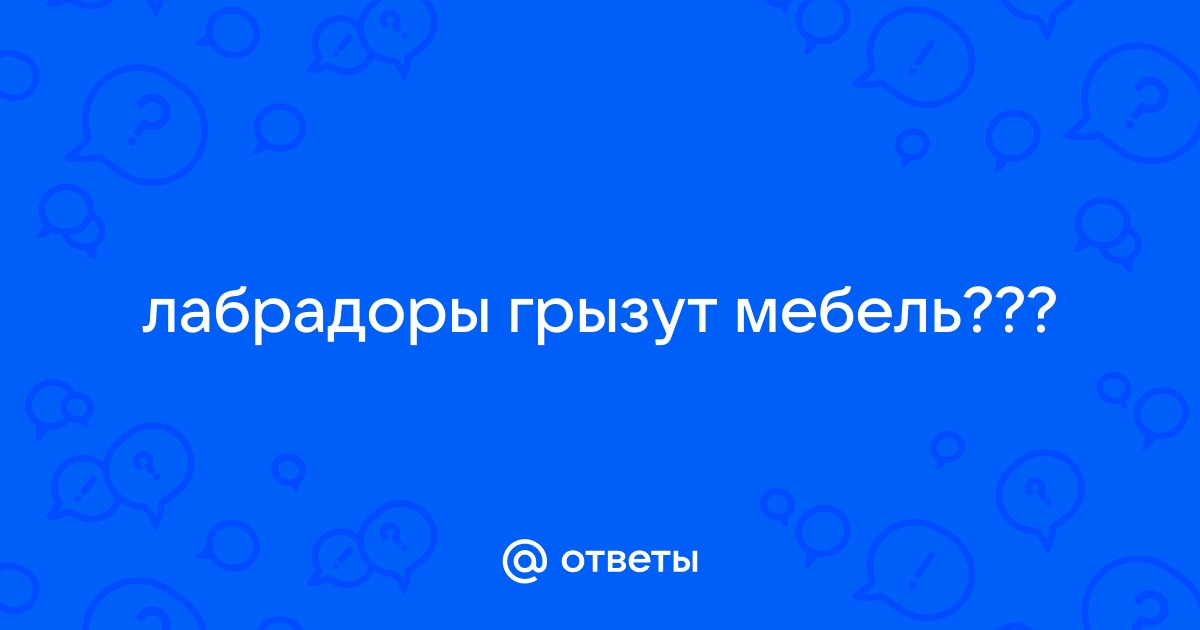 Все лабрадоры грызут мебель