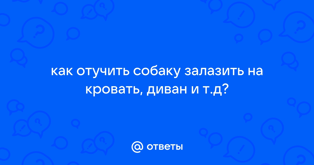 Как отучить собаку залазить на диван