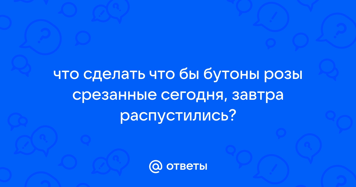 Почему не раскрываются бутоны у роз и что сделать, чтобы они распустились