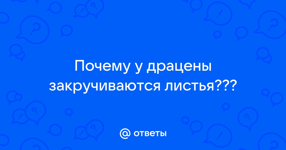 Почему у драцены скручиваются листья: вот как помочь растению