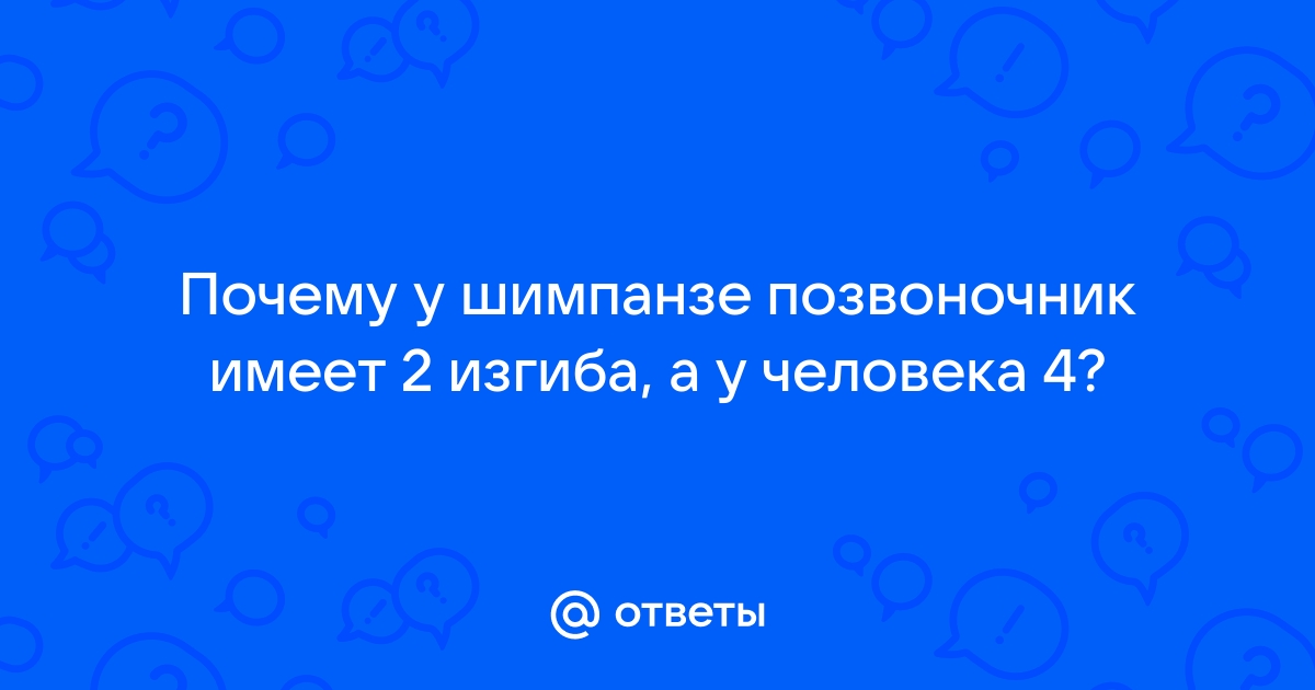 Почему у шимпанзе позвоночник имеет два изгиба, а у человека четыре?