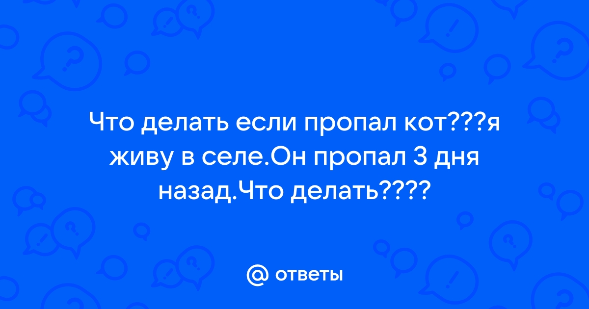 Как ведет себя потерявшаяся кошка | Служба контроля животных