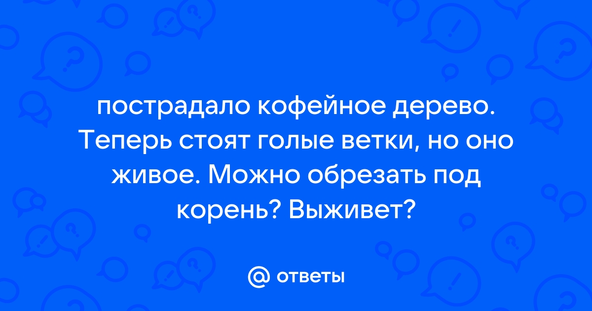 Кофейное дерево: уход в домашних условиях | Страница 28