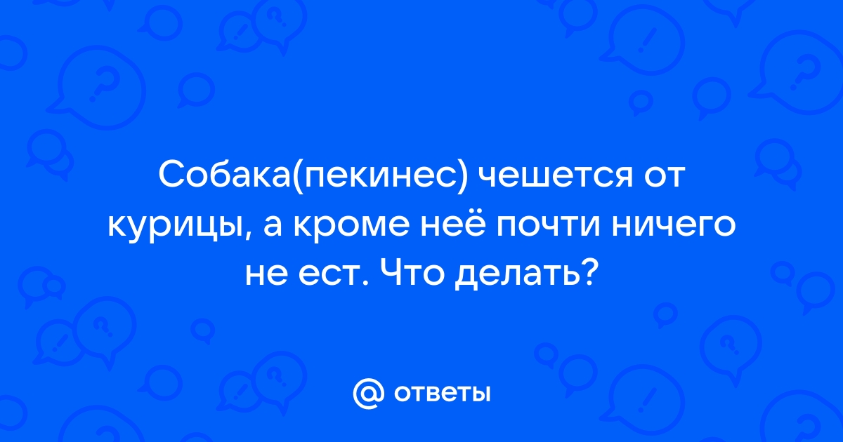 Собака не ест мясо. Что делать и почему так происходит? - mupbtibataysk.ru