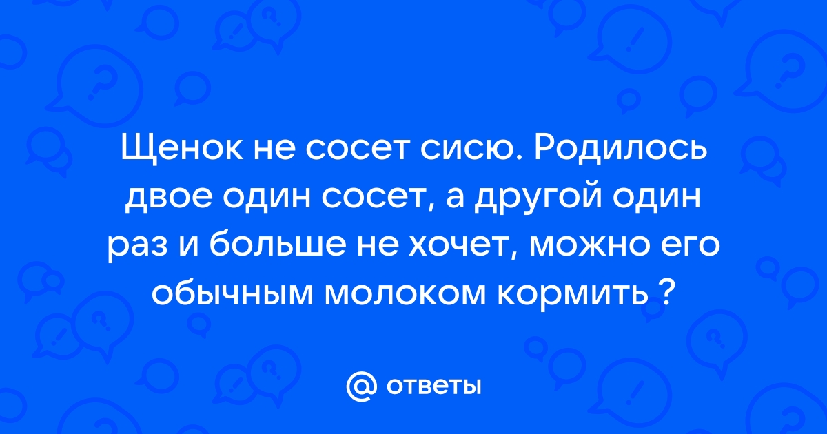 Новорожденные щенки: проблемы в содержании