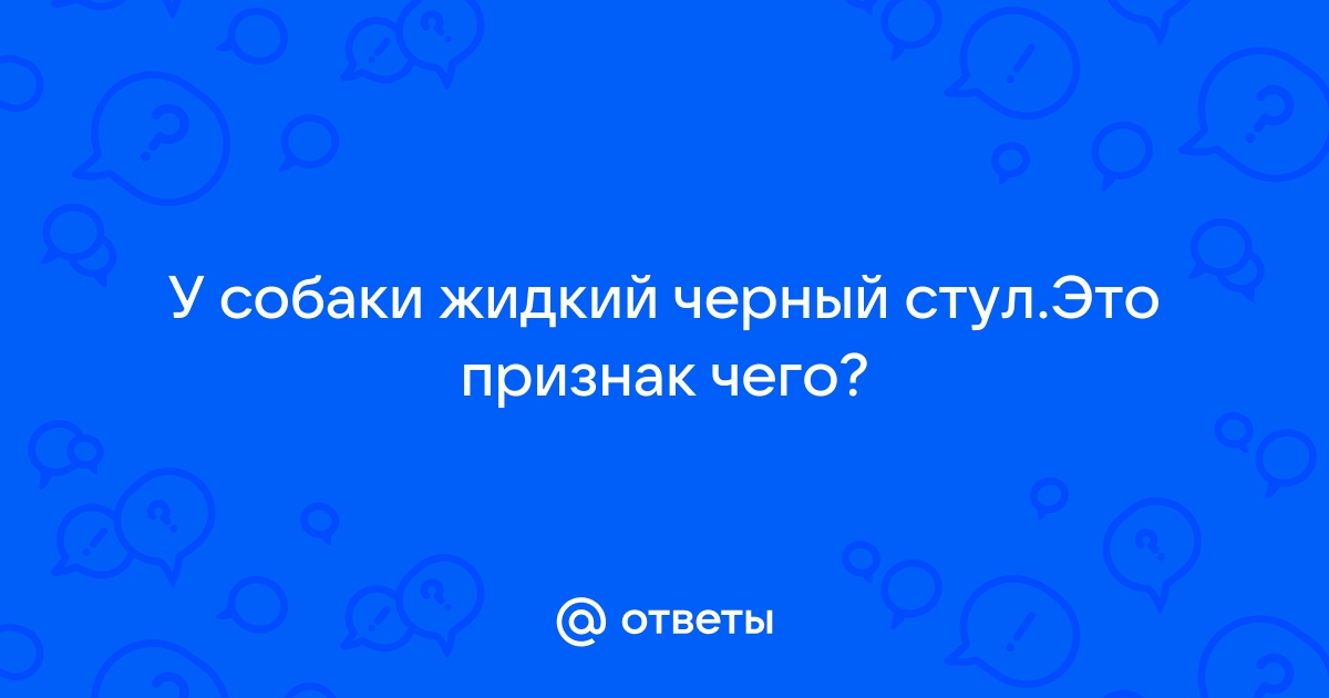 Черный стул у собаки после говядины