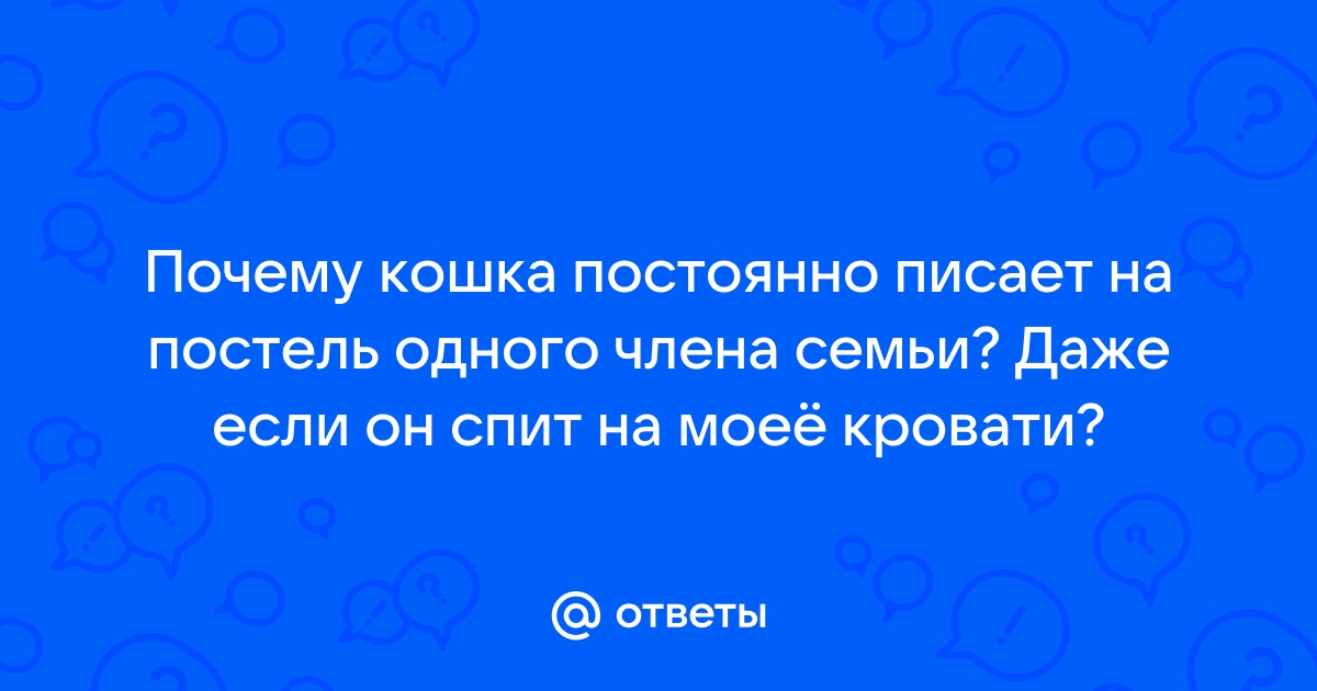 Кошка постоянно писает на кровать что делать