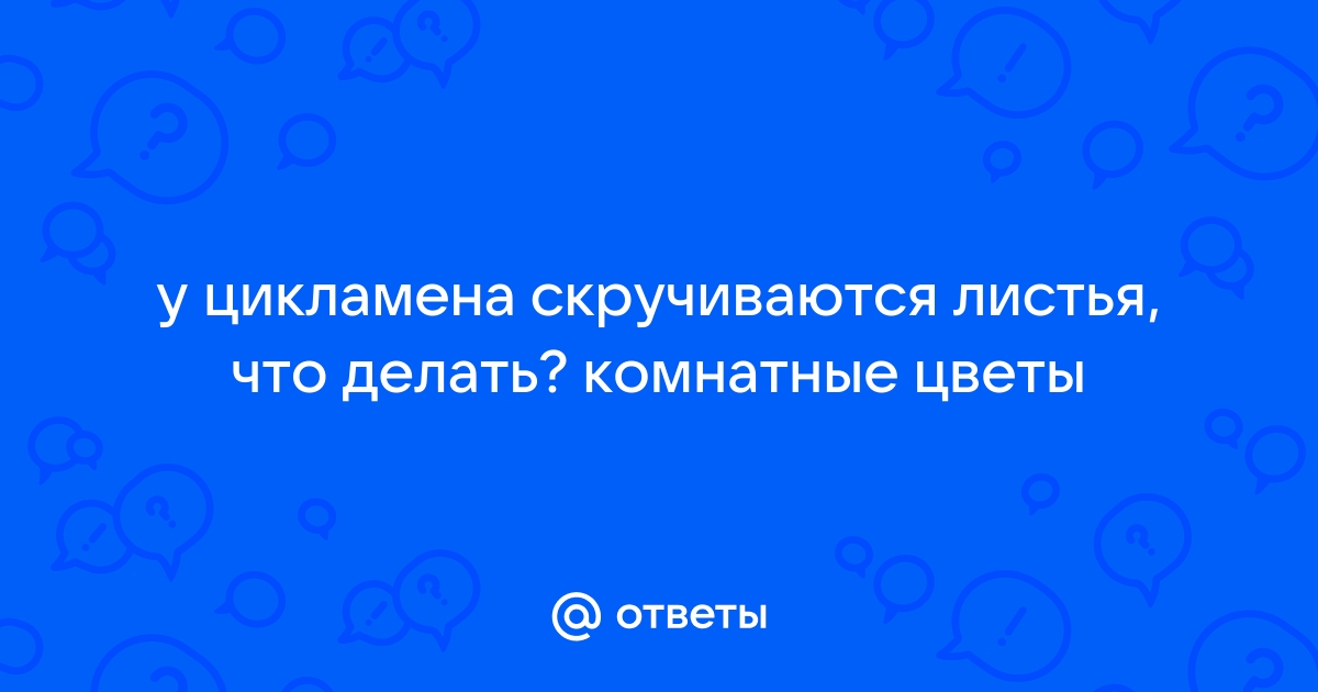 Почему и цикламена могут скручиваться листья: основные причины и методы устранения проблемы