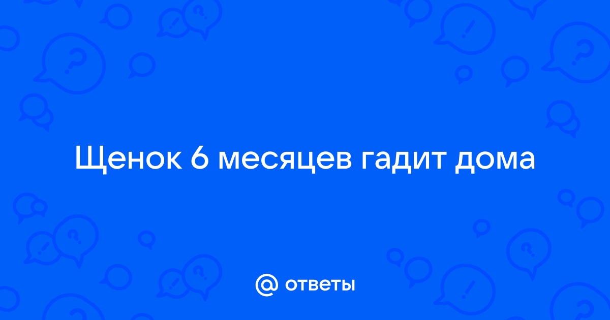 Щенок 6 месяцев гадит на кровать