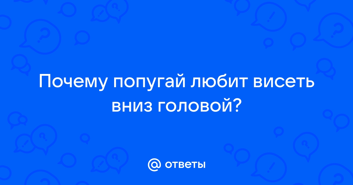 ​8 правил адаптации попугая в новом доме