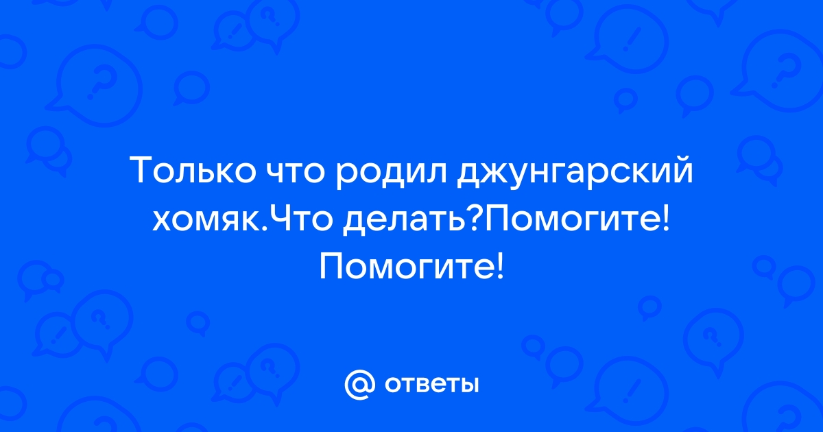 Роды хомяков: как действовать во время родов и после