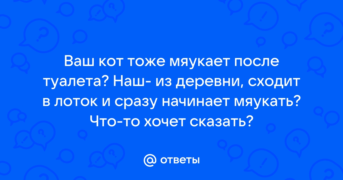 В чем причины утренних криков кота