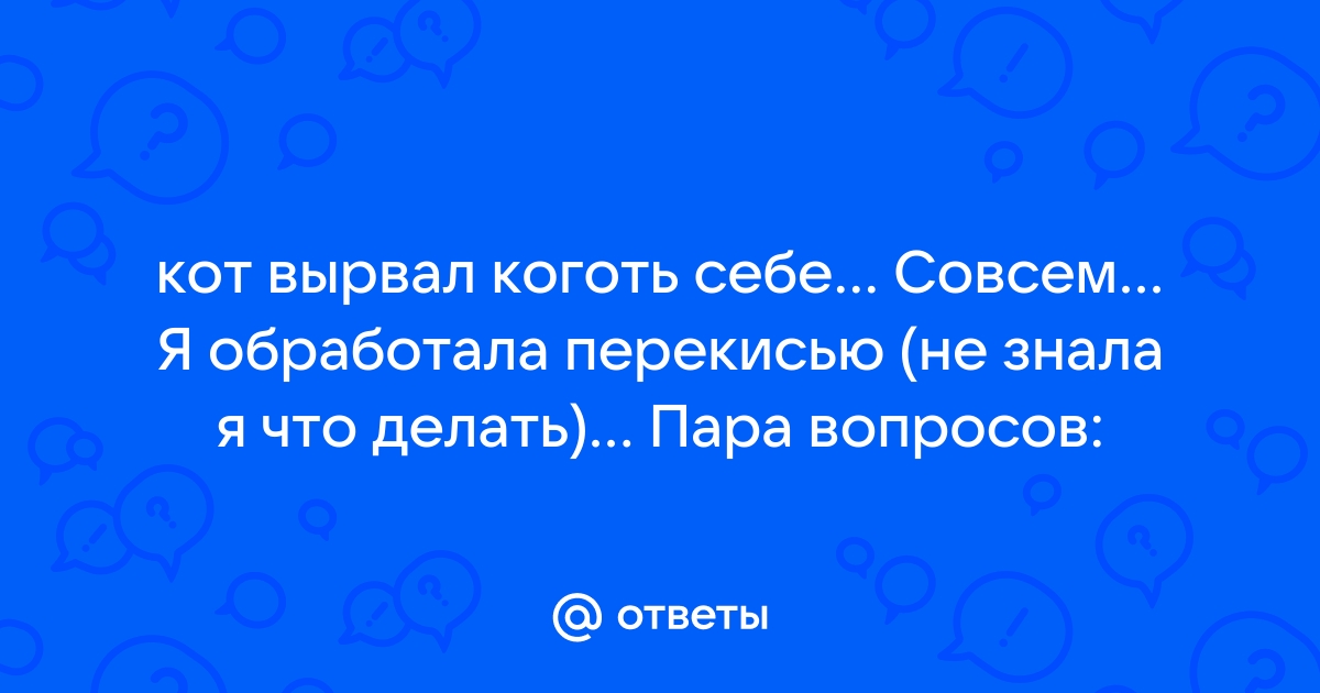 Что делать, если собака повредила коготь. Ветеринарная клиника 