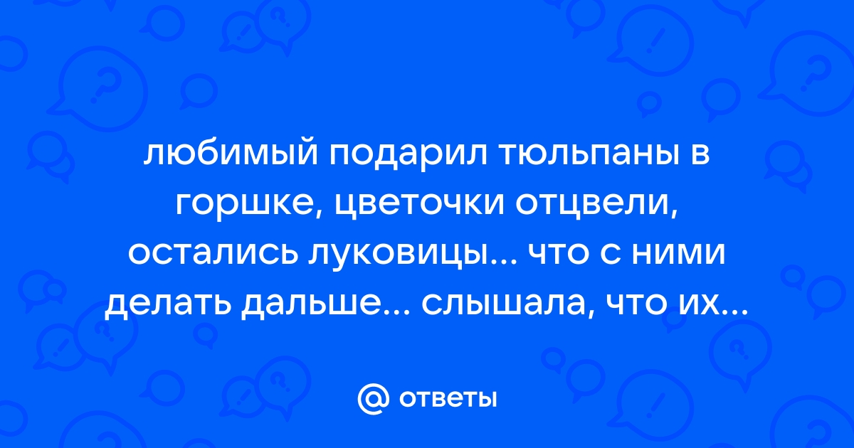 Что делать с луковичными цветами, подаренными в горшках на 8 марта после цветения?