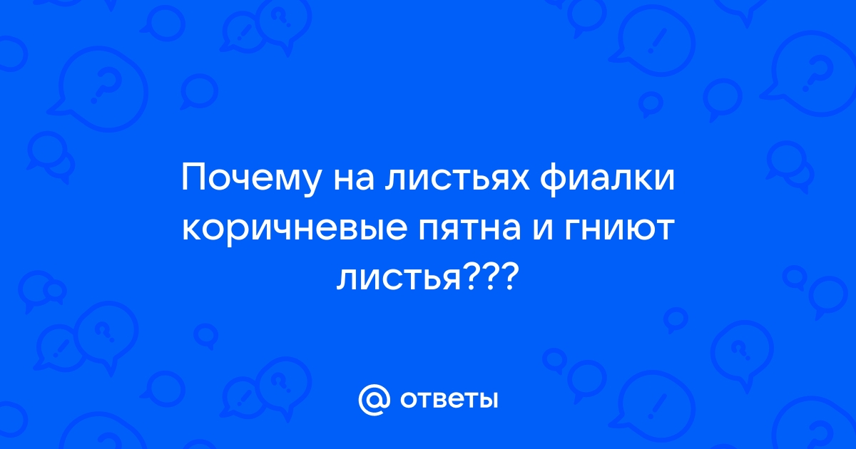 почему на листьях фиалки появляются коричневые пятна | Дзен