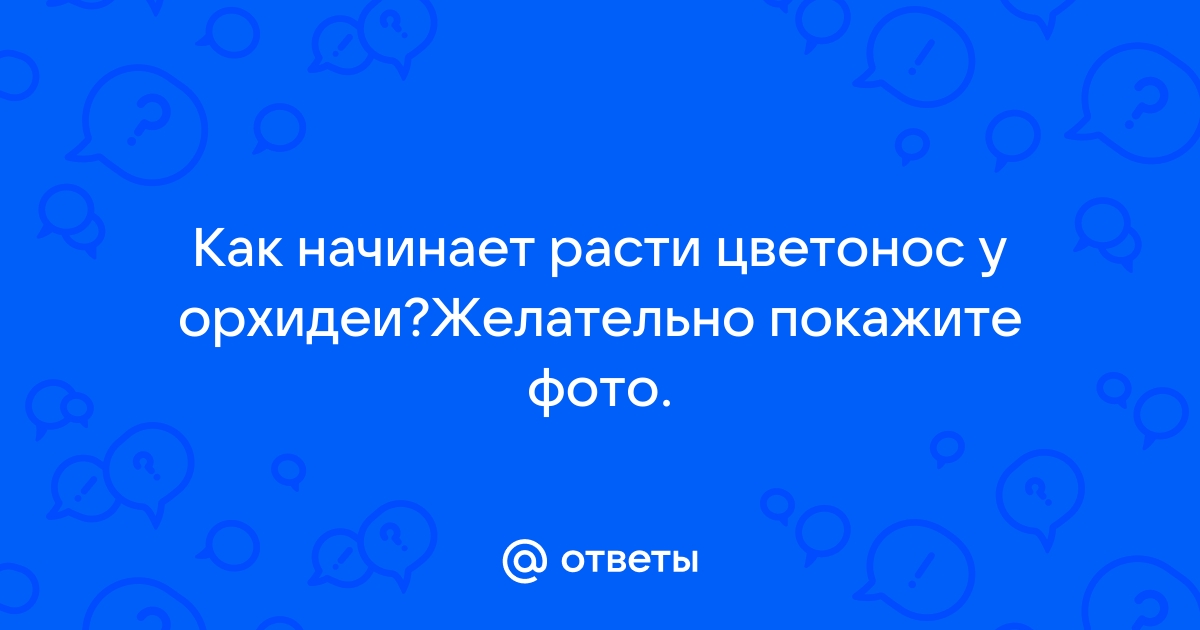 Как начинает расти цветонос у орхидеи фото