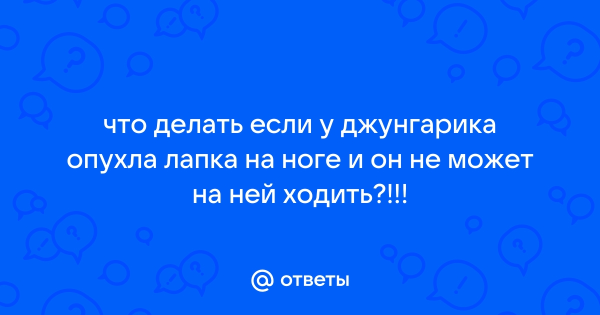 Болезни хомяков - Ветеринар Карлсруэ - Центр мелких животных Арндта