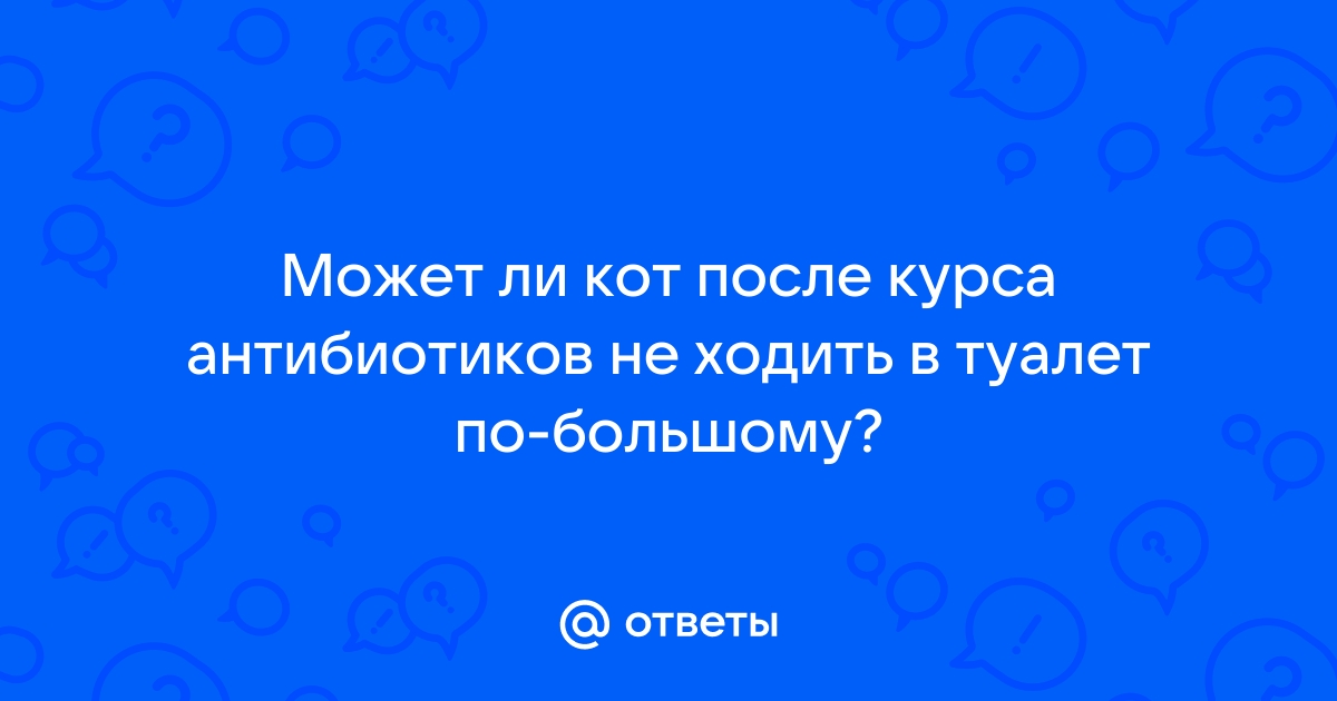 Кошка мало или совсем не ходит в туалет | Вет