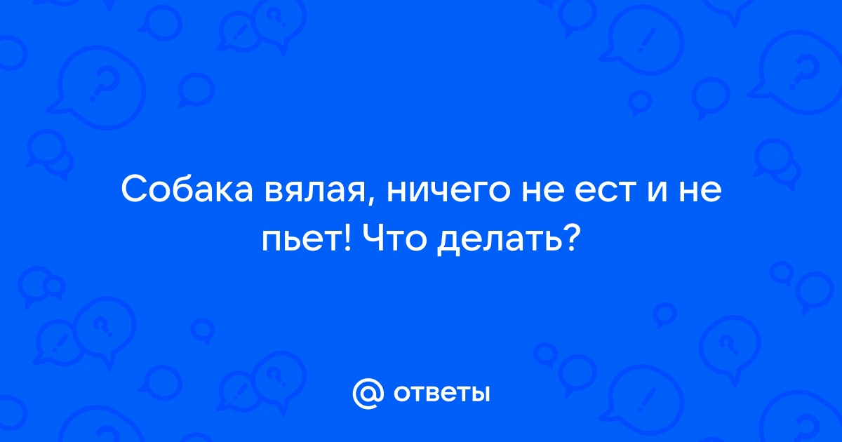 Собака не пьет и не ест: что делать?