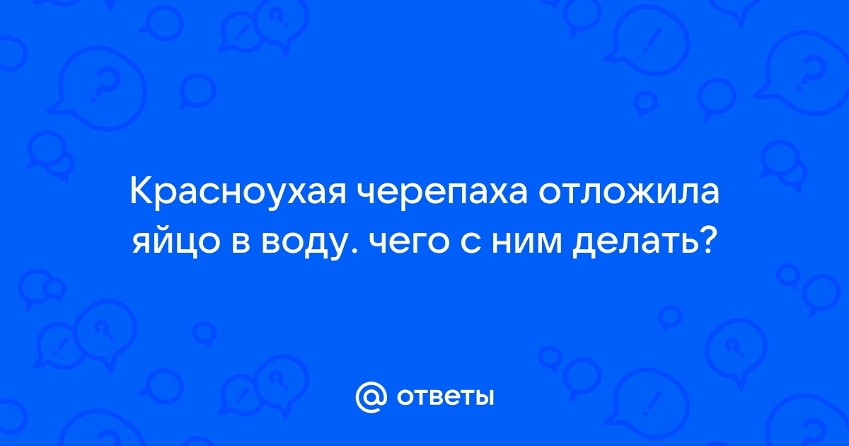 Среднеазиатская черепаха отложила яйца